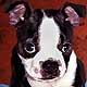 puppy portrait