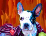 boston terrier art