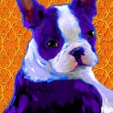 boston terrier giclee