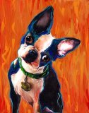 boston terrier