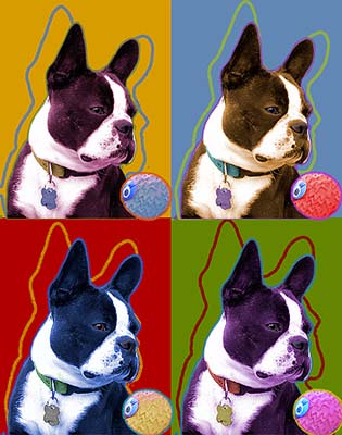 boston terrier picture