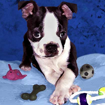boston terrier portrait