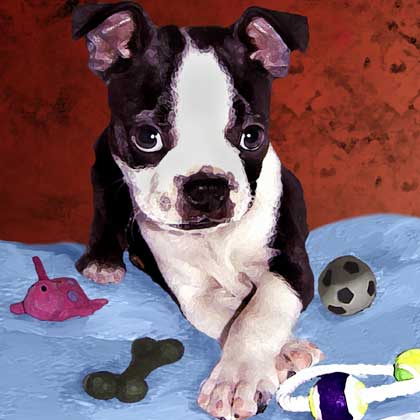 boston puppy