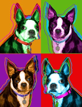 boston terriers