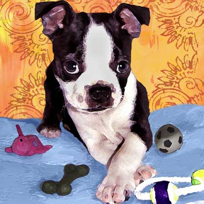 boston terrier puppy
