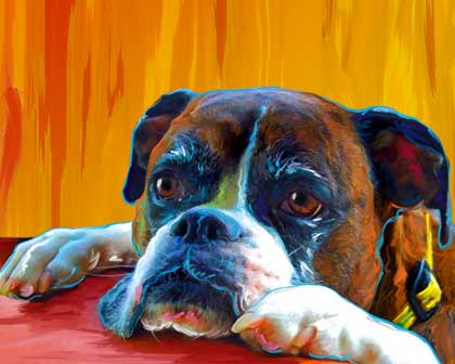 boxer
