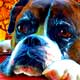 boxer dog art