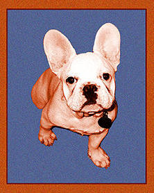 french bulldog art is cool