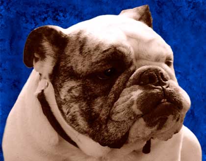 bulldog