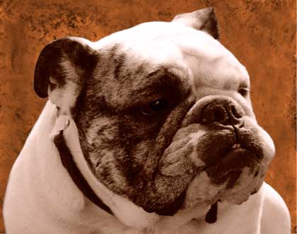 bulldog photograph