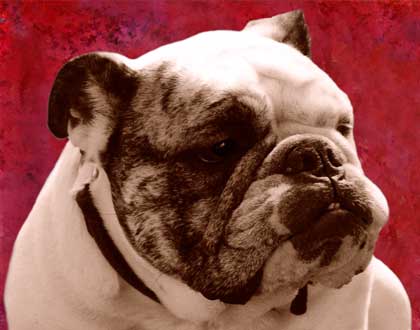 bulldog pictures