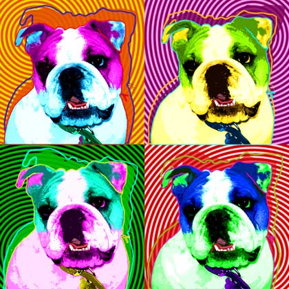 pop art bulldog