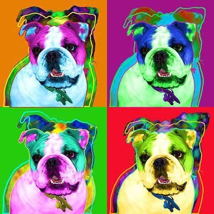 bulldog warhol