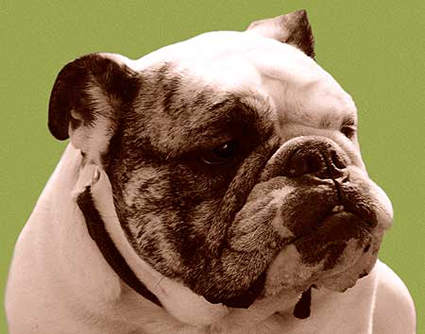 bulldog photo