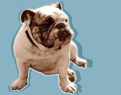 bulldog photos