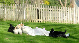 scottish terrier picture
