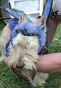 wheaton scottish terrier