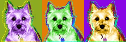 cairn terrier