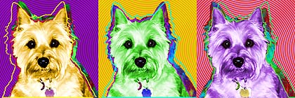 cairn terrier