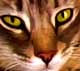 painterly cat painting