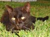cat pictures