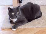 cat photo