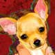 chihuahua portraits