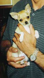 chihuahua pictures
