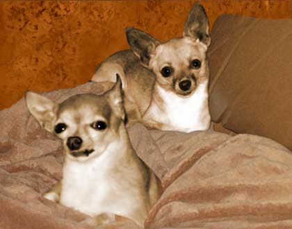 chihuahua