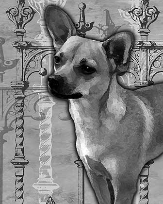 Chiuahua