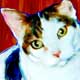 cat portraits