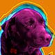 chocolate lab