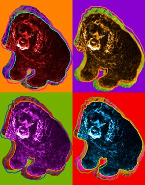 cocker spaniels