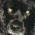 cocker spaniels 