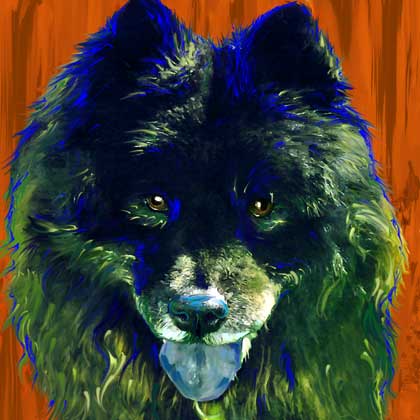 black chow portrait