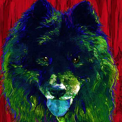 black chow