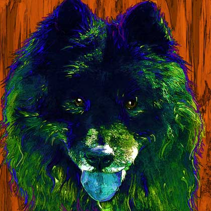 black chow dog