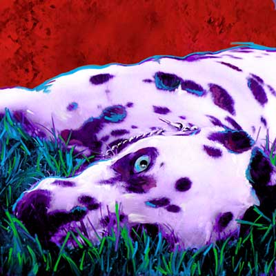 dalmatians
