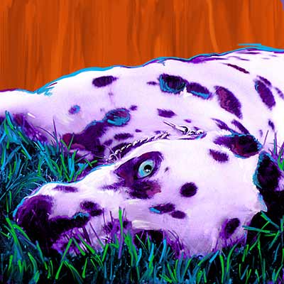 dalmatian picture