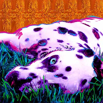 dalmation