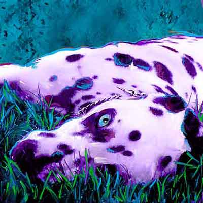 spotted dog