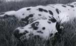 dalmatian picture