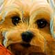 maltese portrait