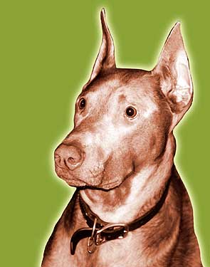 doberman art