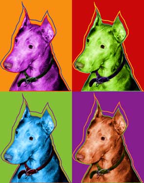 doberman pincher