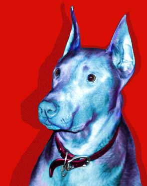 blue doberman
