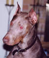doberman photo