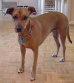 dog photo