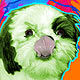 shi tzu art