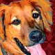 dog art